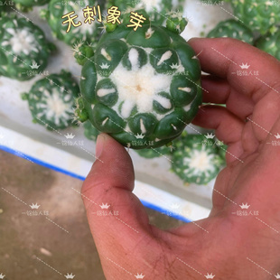 无刺象芽仙人球4cm无根开花好养活多肉植物室内防辐射盆栽绿植花