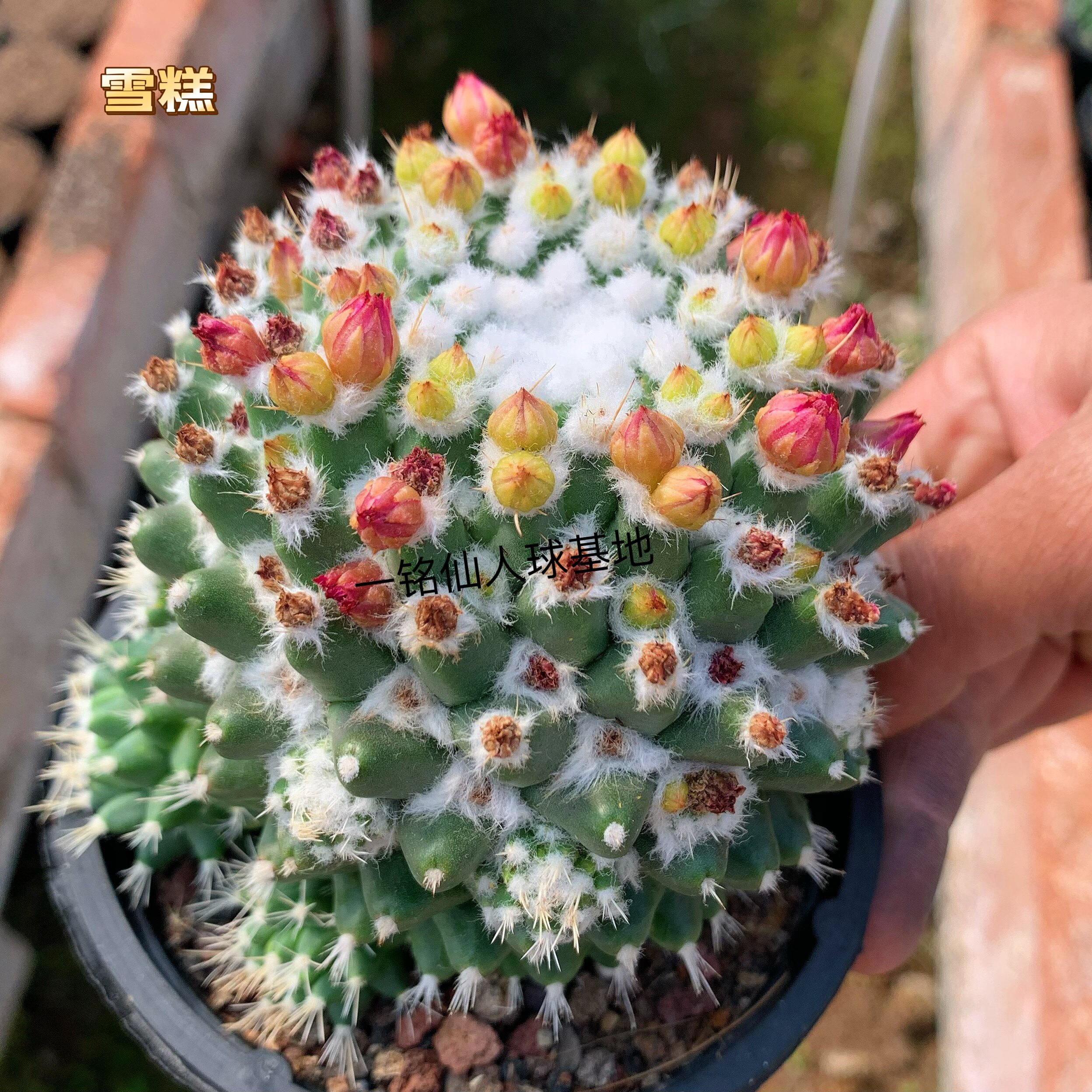 多肉植物好养易开花漂亮花期长实生仙人球雪顶雪糕全场满28包邮