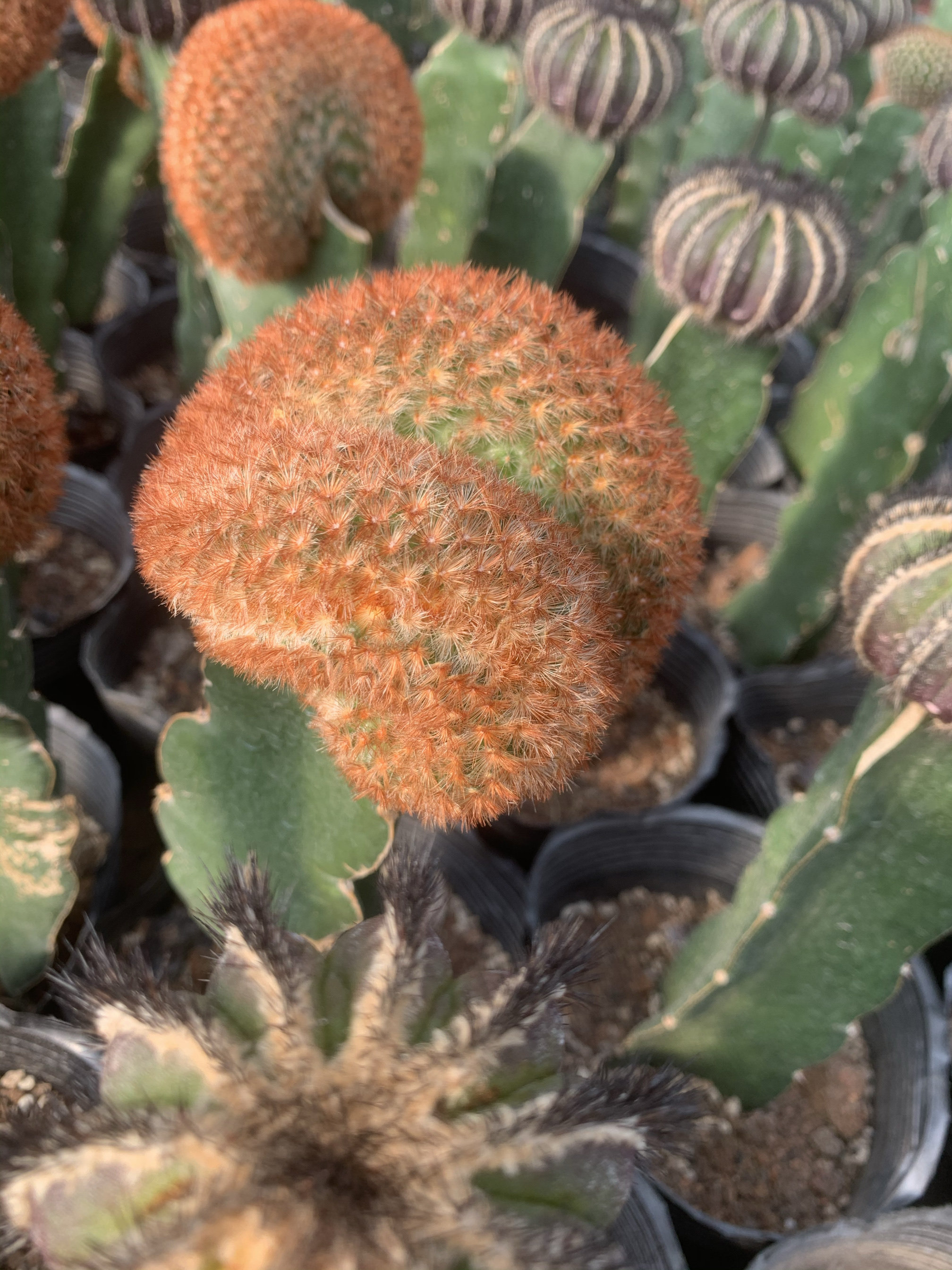 红刺嘉文丸缀化仙人球稀有品种开花多肉植物盆栽花卉仙人掌绿植