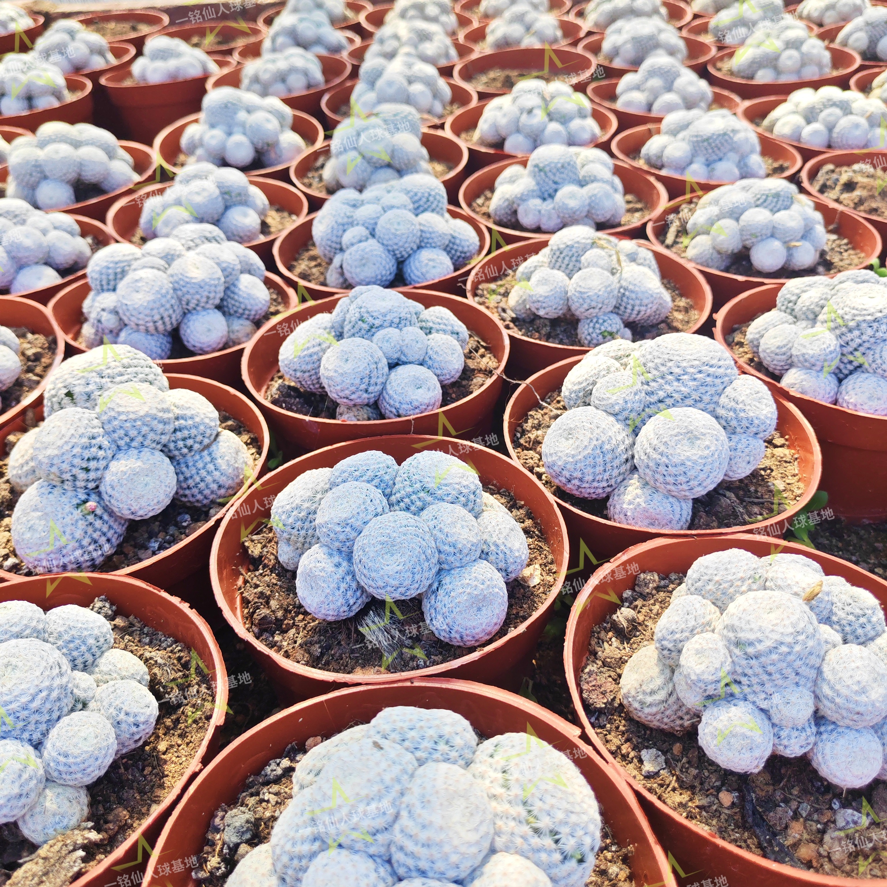 群生白鸟仙人球多肉植物乳突球属 办公桌 客厅自根群不带盆土图片