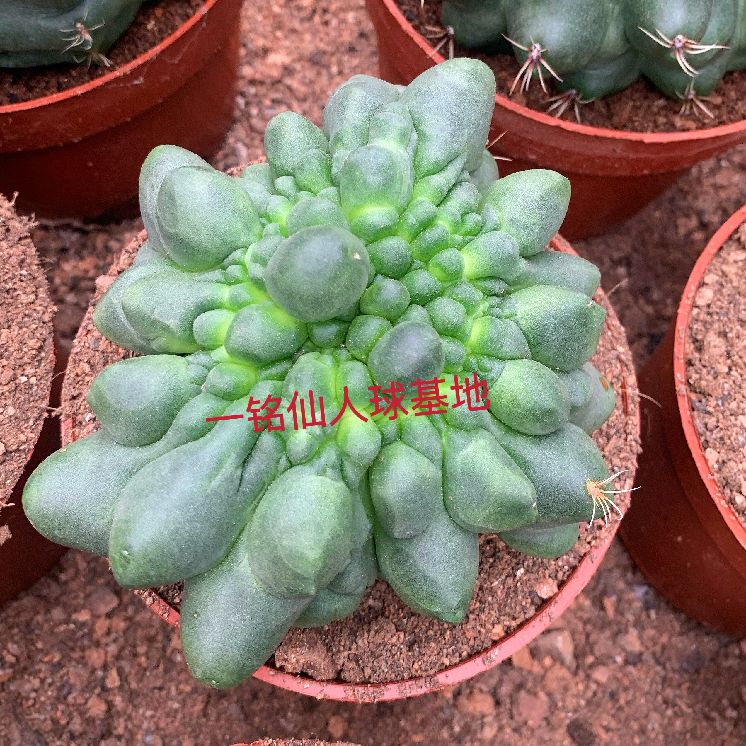 绯花玉缀化变异奇形稀有老桩易养开花办公室防辐射落地无根品相好图片