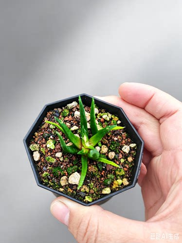 准母本实生龙舌兰牡丹仙人球块根多肉植物绿植盆栽阳台好养