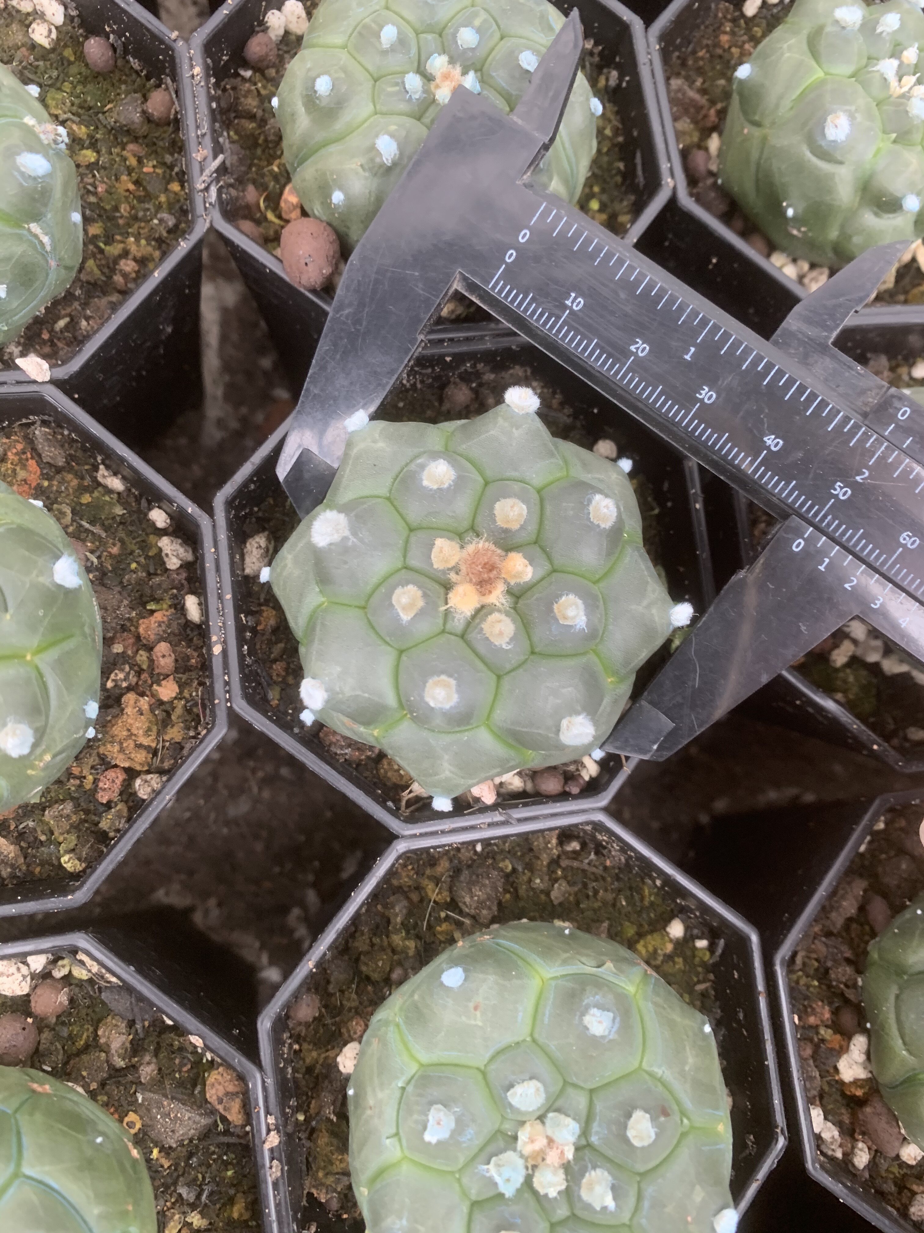 龟甲兜仙人球实生稀有品种贵货星兜无刺仙人球潮流绿植多肉植物