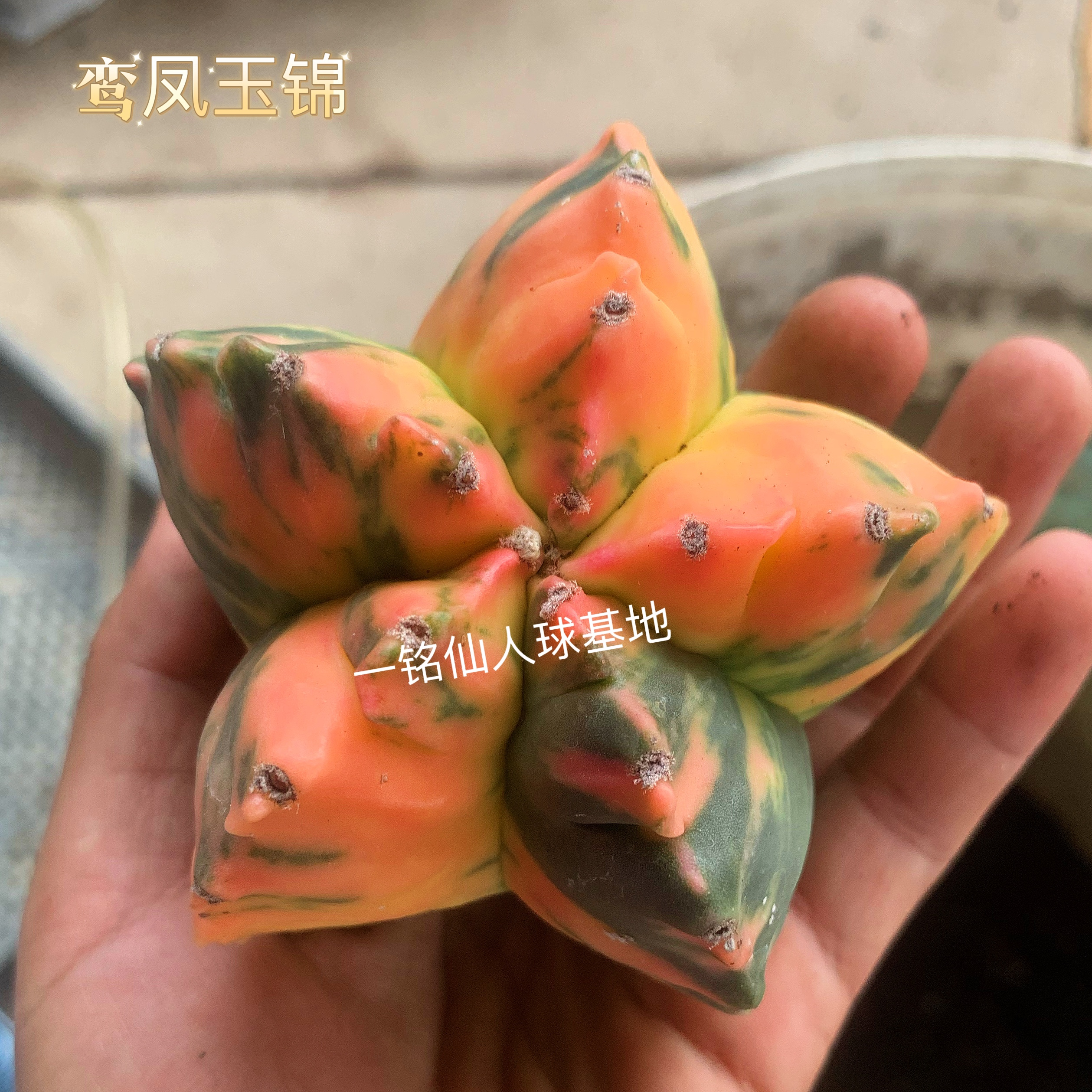 【秒杀专属】鸾凤玉锦A.myriostigma'Kikko variegata'仙人球多肉