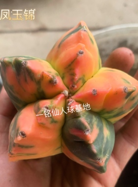 【秒杀专属】鸾凤玉锦A.myriostigma'Kikko variegata'仙人球多肉