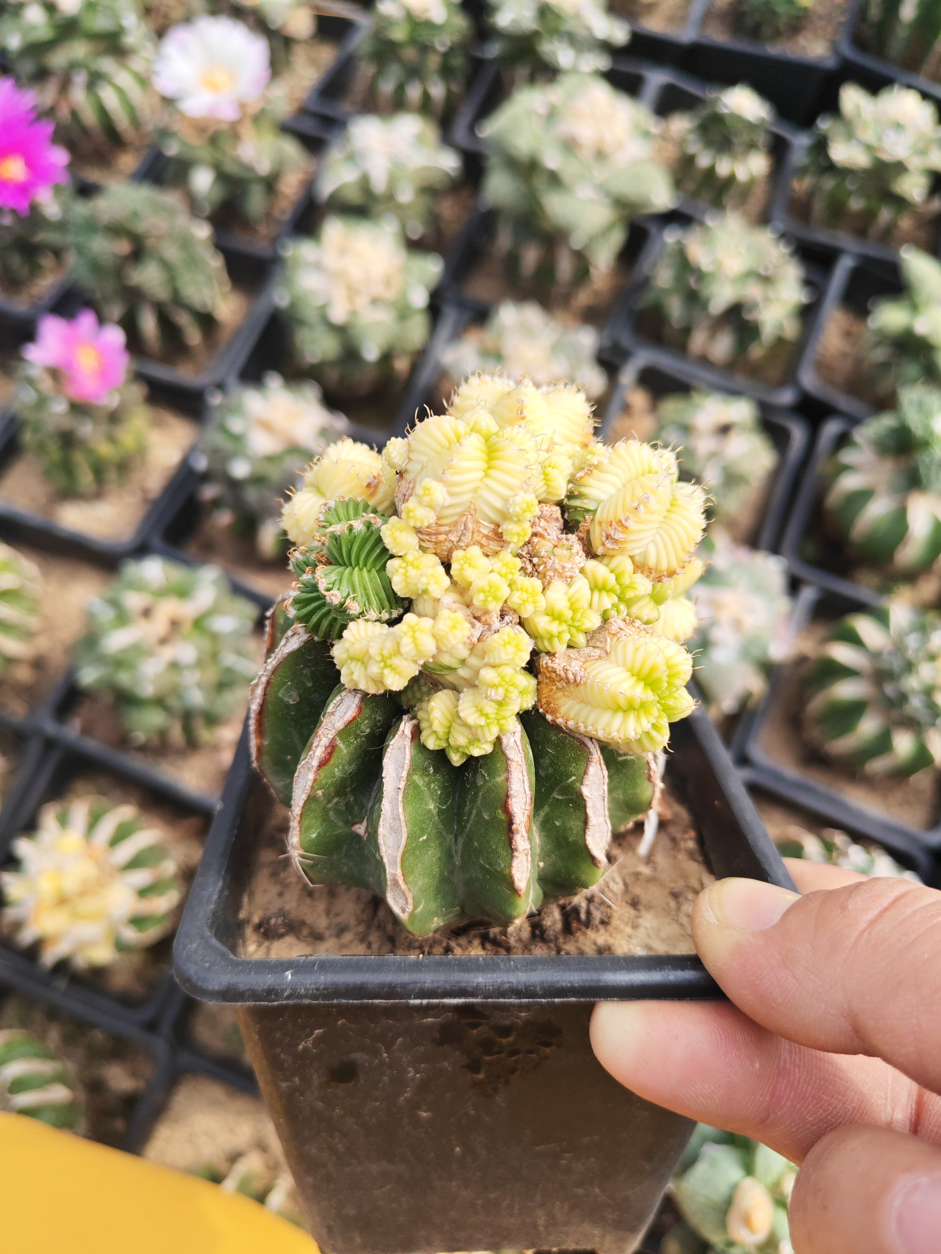 皱棱球属|五星花龙锦开花嫁接草球仙人球掌6cm多肉植物脱土随机发