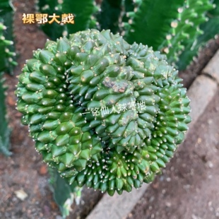 裸萼大戟  裸鄂大戟科夏种 Euphorbia gymnocalycioides多肉植物