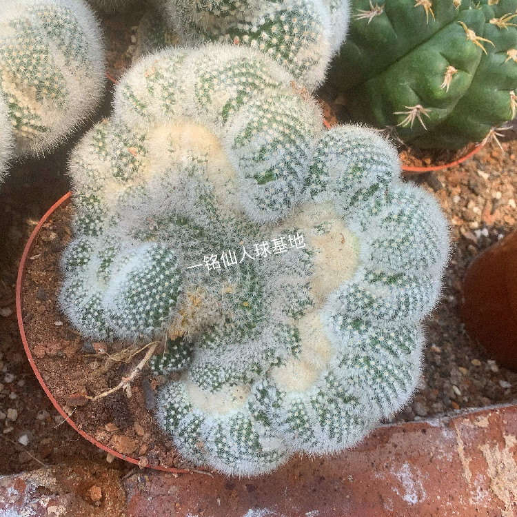 红芙蓉缀化仙人球 创意软毛稀有多肉植物 防辐射室内多头花卉新品