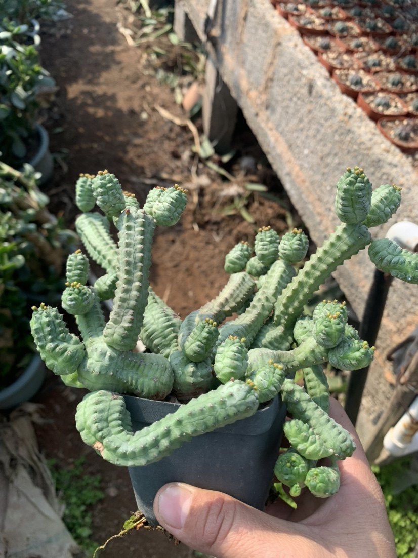 稚儿麒麟稚耳麒麟euphorbia pseudoglobosa大戟科仙人球多肉盆栽