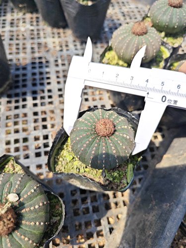 大型士童Frailea castanea实生士童属仙人球盆栽多肉植物