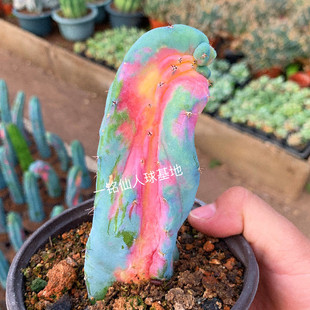 稀有多肉植物龙凤龙神木彩虹锦自然锦牡丹仙人球珍稀造型奇特多变