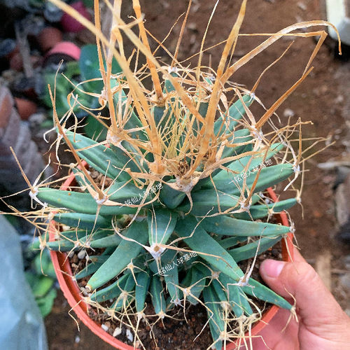 光山植物盆栽仙人球开花仙人掌