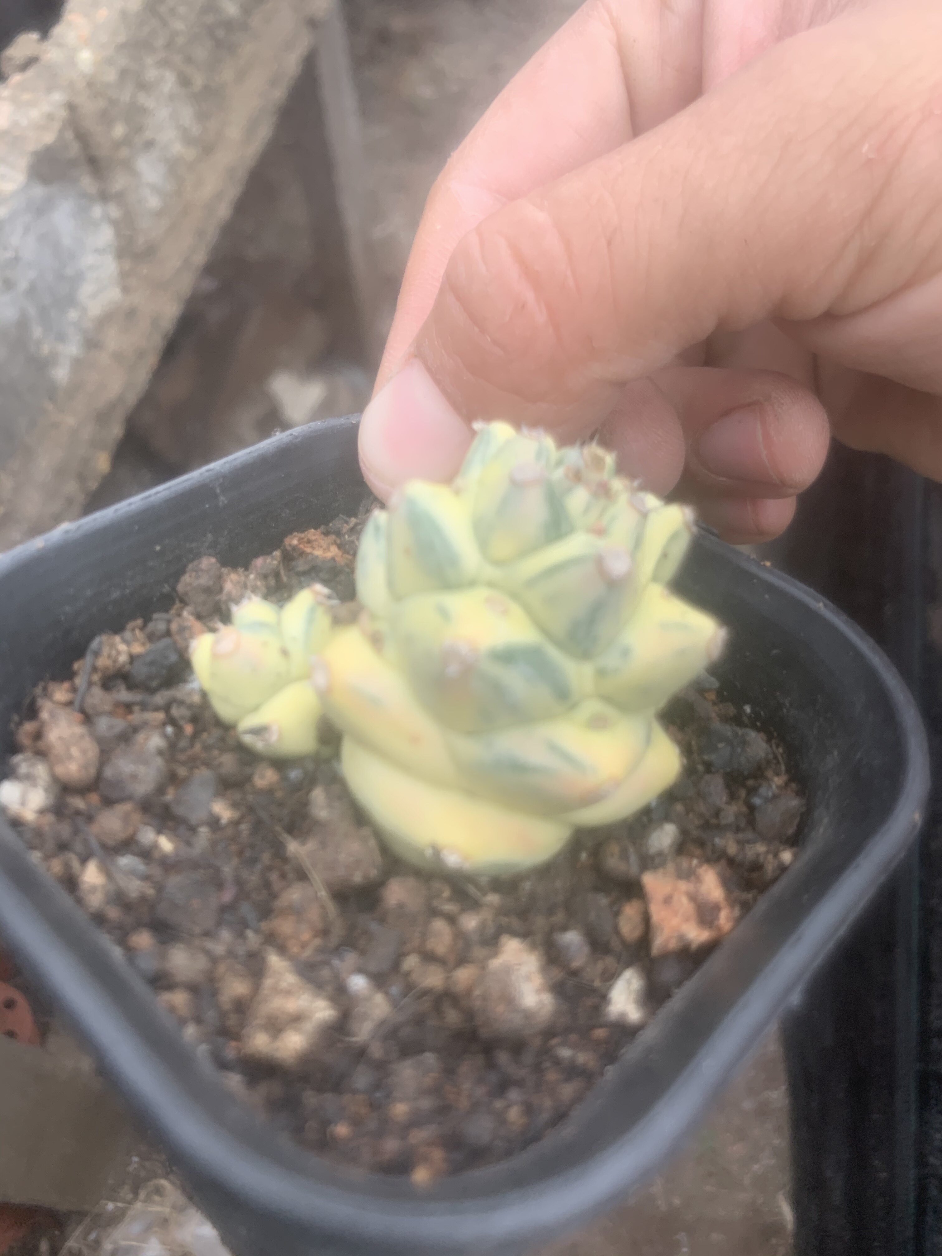 一铭园艺将军阁白锦侧芽自根大戟科多肉植物 防辐射仙人球小盆栽