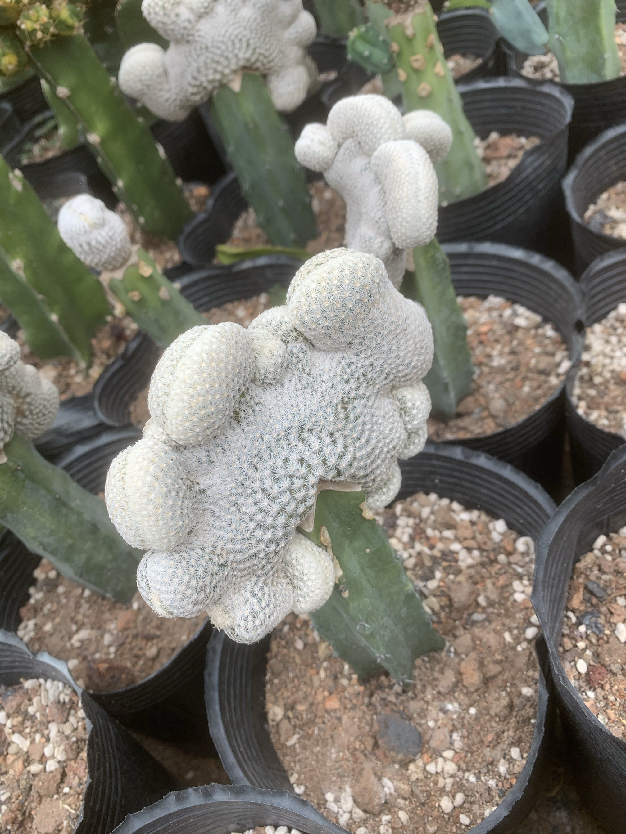 白岳丸缀化阿九利丸嫁接龙神木宽10厘米