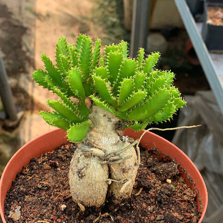 进口多肉植物 一飞龙二胖飞龙一物一拍稀有品种块根绿植花卉组合