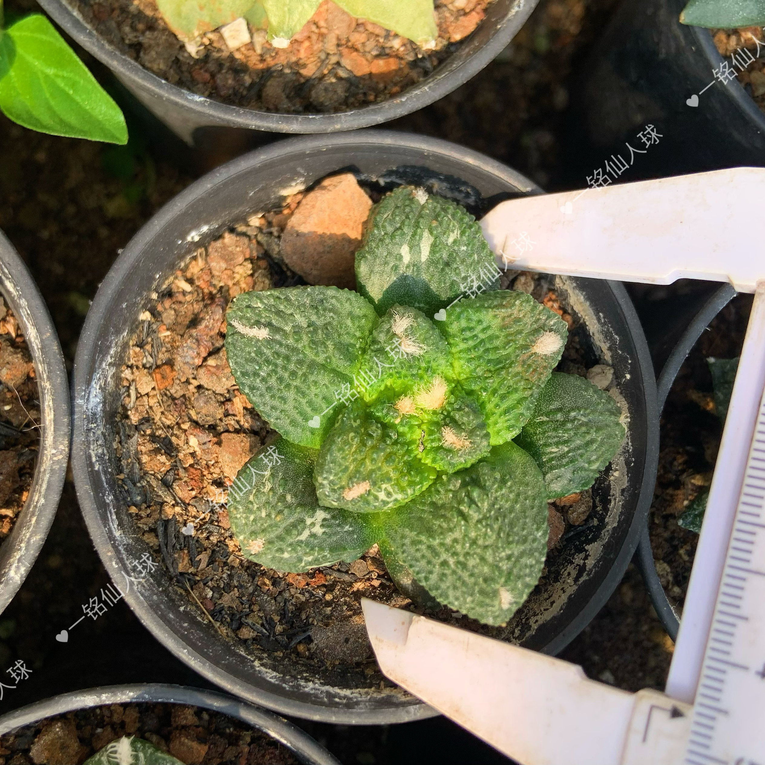 岩牡丹系列菜花牡丹仙人球落地生根可挑选盆栽花卉绿植