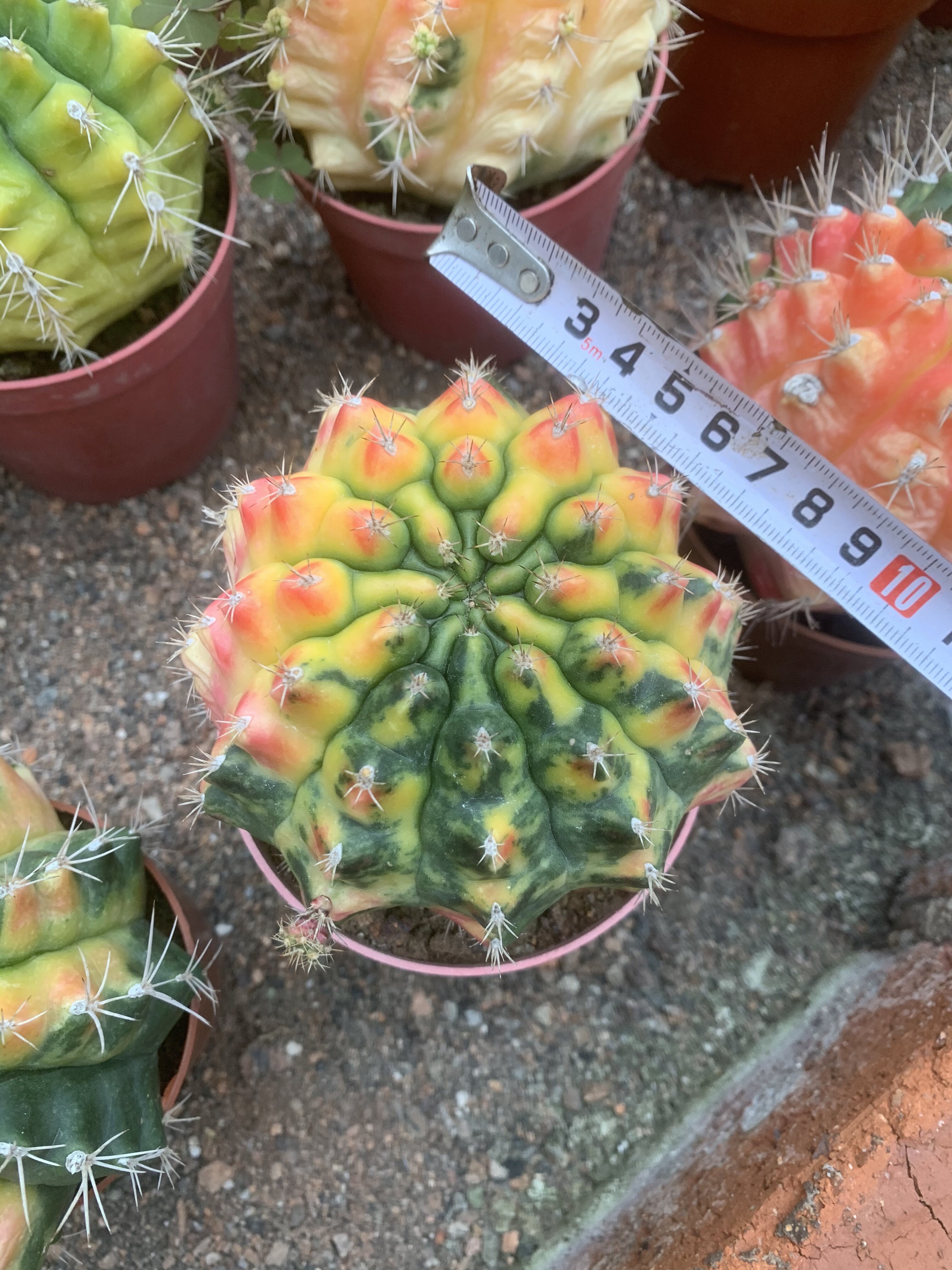 翠晃冠仙人球落地款自然锦趣味开花美观好养仙人掌多肉阳台小盆栽