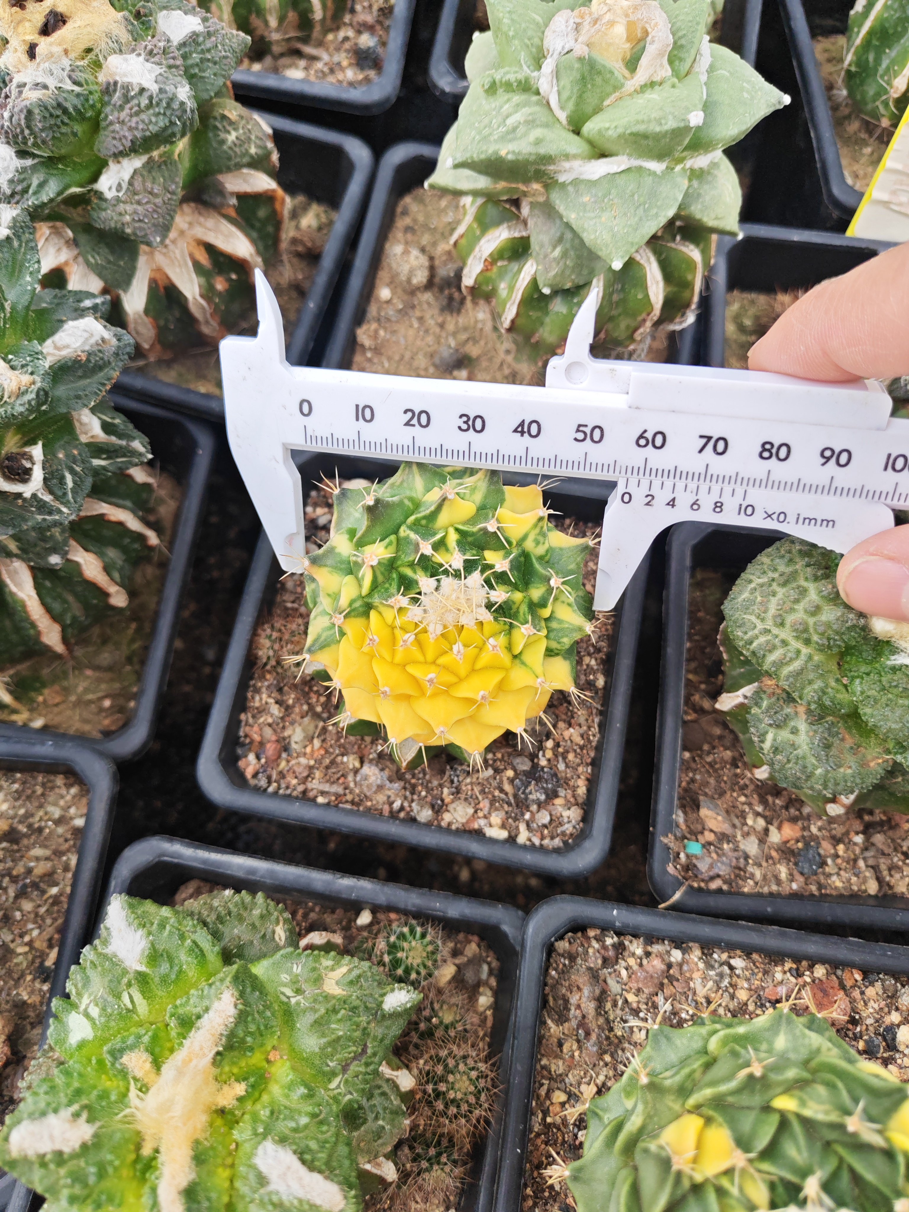 草球苗接花帝冠锦仙人球多肉植物花卉绿植室内盆栽阳台四季好养