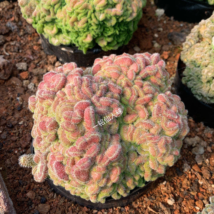 呆萌绿植 仙人球白檀缀化红檀缀化开花易养造型奇特桌面绿植盆栽