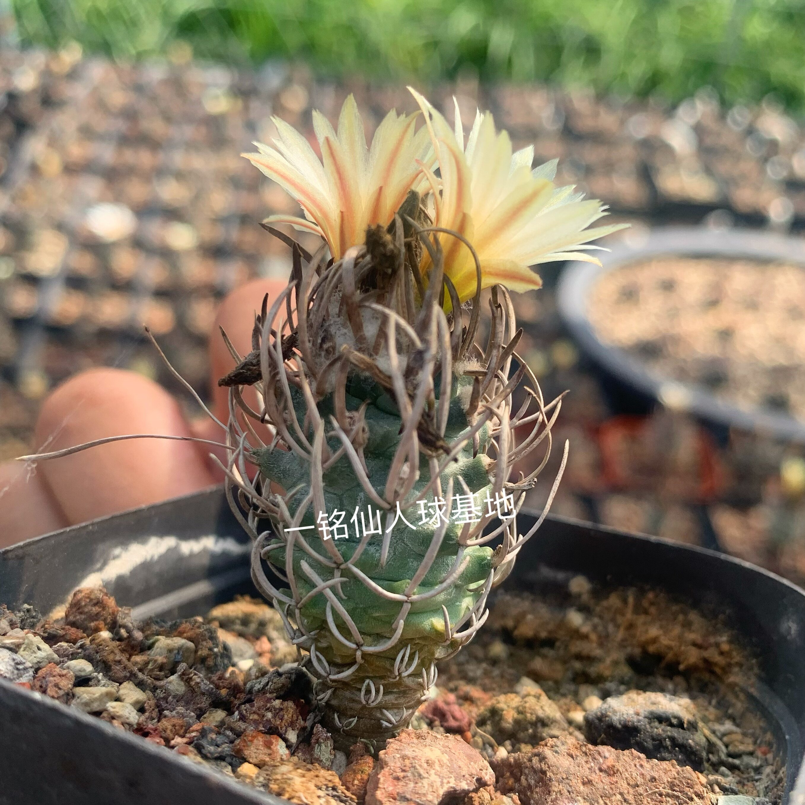 黄龙丸 turbinicarpus flaviflorus 实生球 黄花 娇丽球属 仙人球