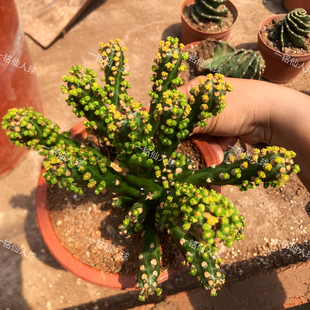 无刺霸王鞭高10cm多肉植物室内防辐射花卉绿植造型各异
