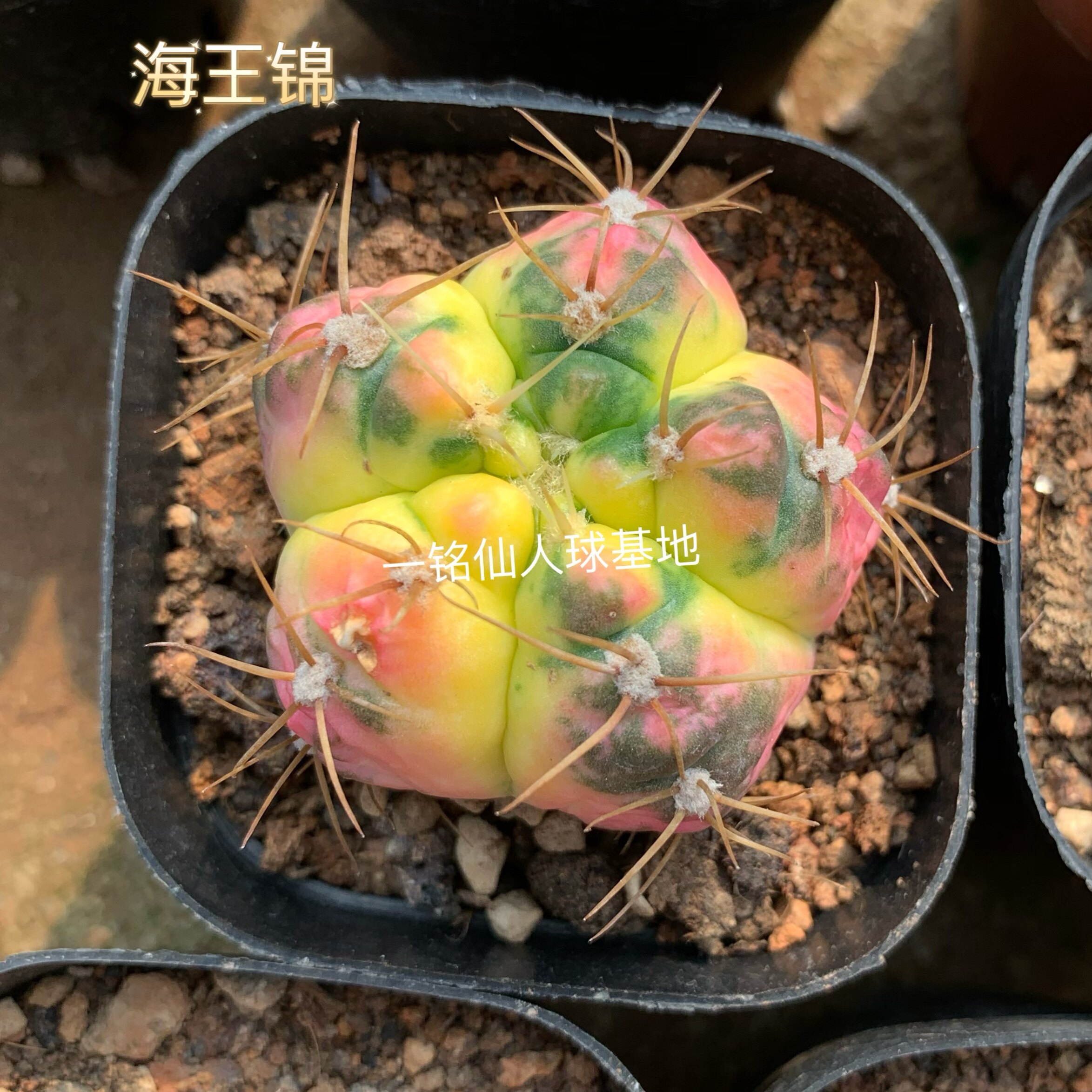 精选仙人球海王锦圣王自然锦天然多肉植物