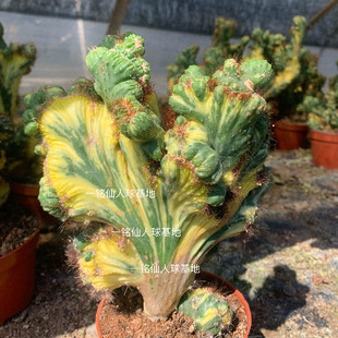 彩山影锦仙人掌 五指山类型的仙人掌 彩山影拳仙人山 仙人山植物