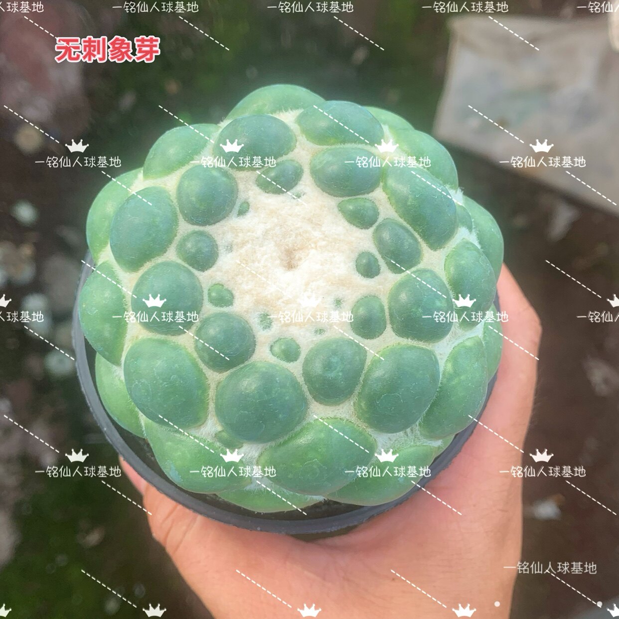 正版无刺象芽丸蜘蛛眼睛仙人球开花多肉植物可嫁接繁殖卧室吸甲醛