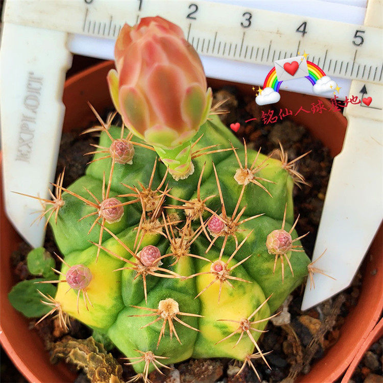 实生翠晃冠锦02开花仙人球仙人掌 防辐射多肉植物组合盆栽翠晃冠