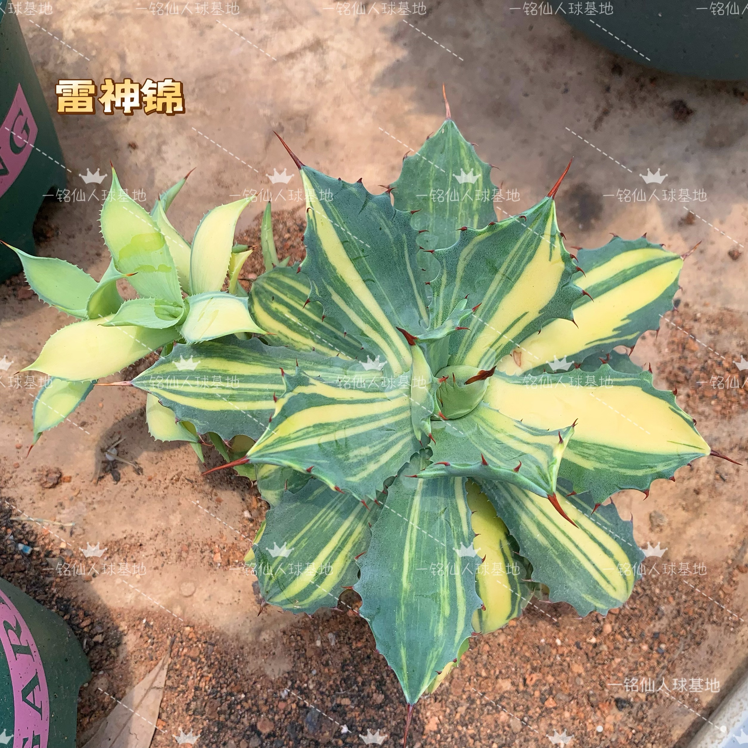 雷神锦龙舌兰植物大型盆栽绿植耐寒耐干旱大型造景沙生植物自然锦