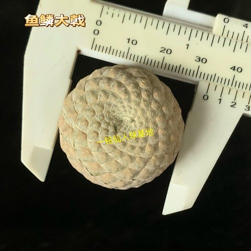 特价鱼鳞大戟Euphorbia piscidermis大戟科开花自根仙人球小盆栽