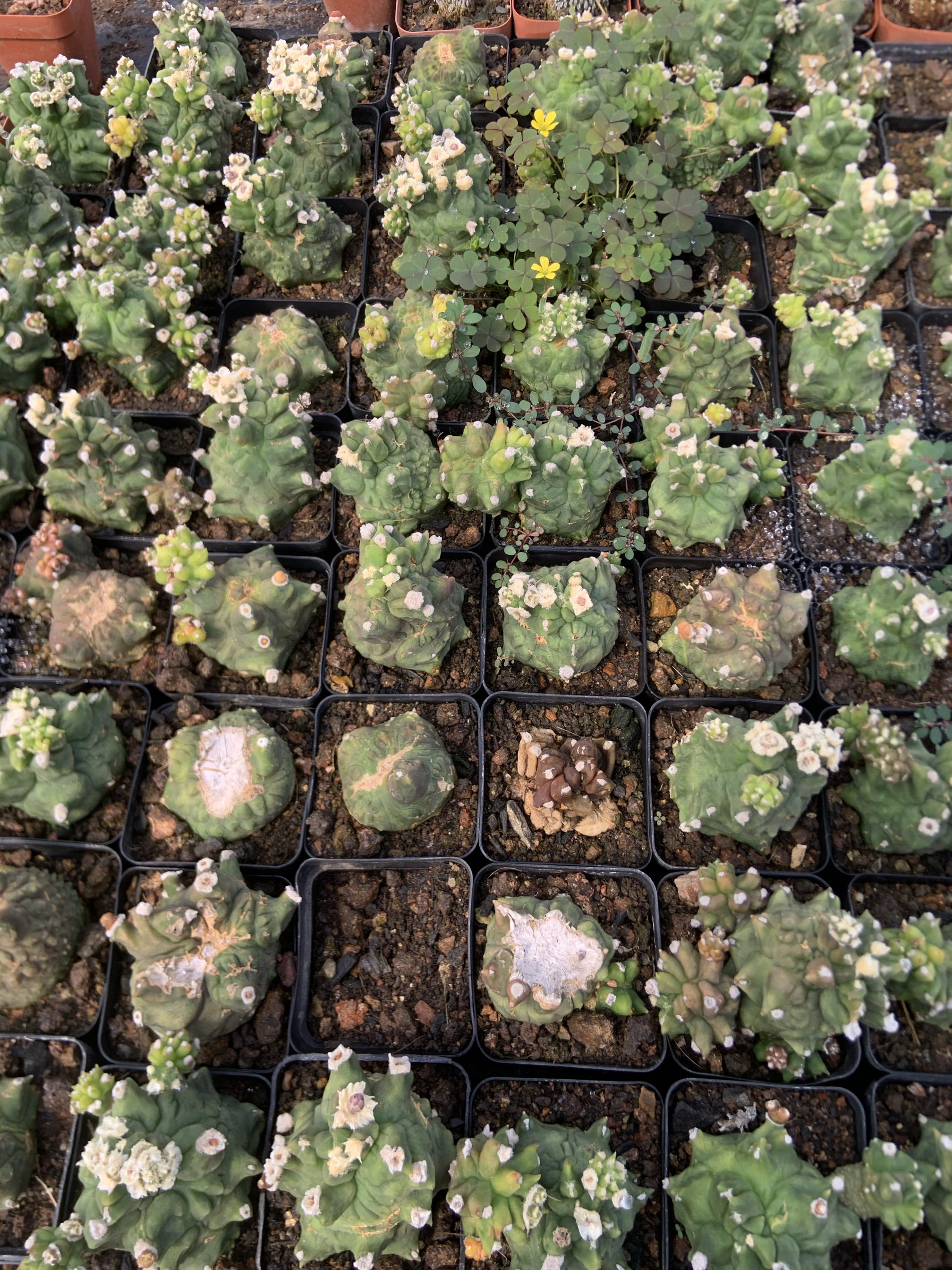 龟甲翠晃石化5cm造型各异稀有仙人球精品多肉植物