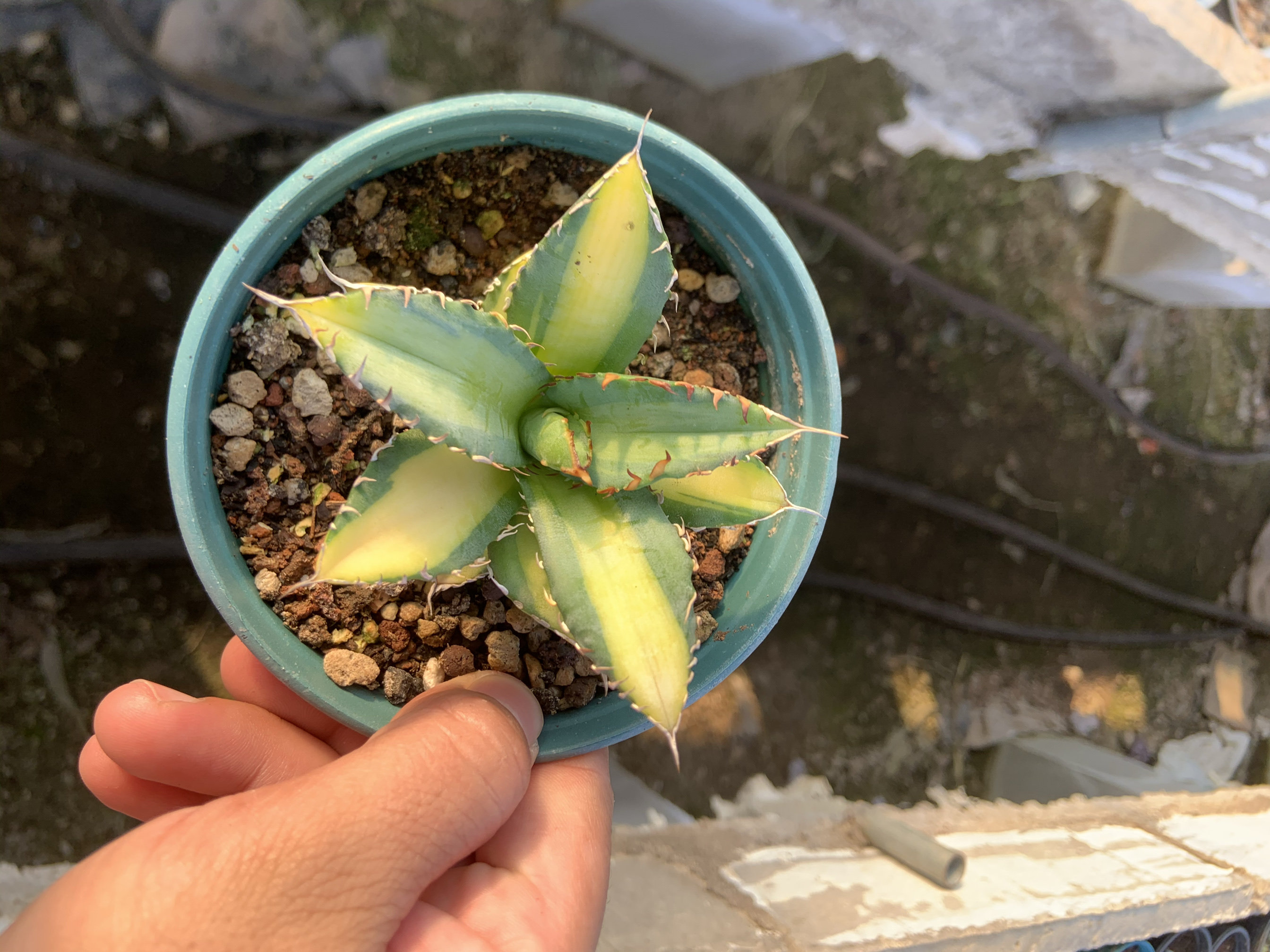 任王冠中斑多肉植物直径7cm