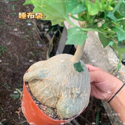 银叶睡布袋Ibervillea lindheimeri多肉植物葫芦科块根阳台观爬藤