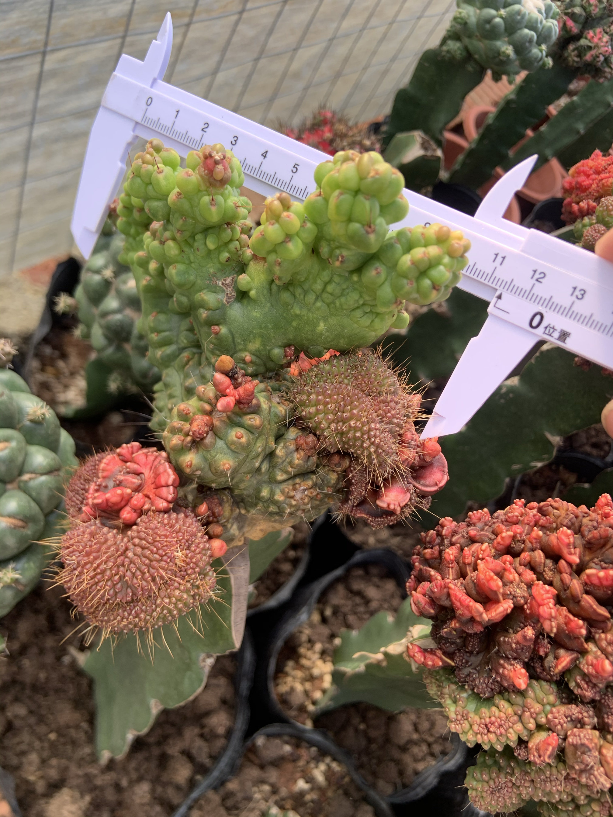 嫁接带柱红高砂缀化锦开花仙人球室内花卉防辐射桌面多肉植物