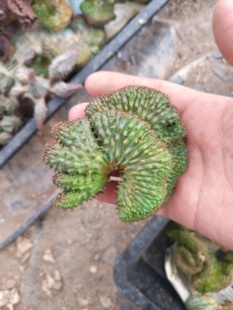 布纹球缀化自根刚出根芽 游龙造型 群生布纹球的缀化艳肌缀化老桩