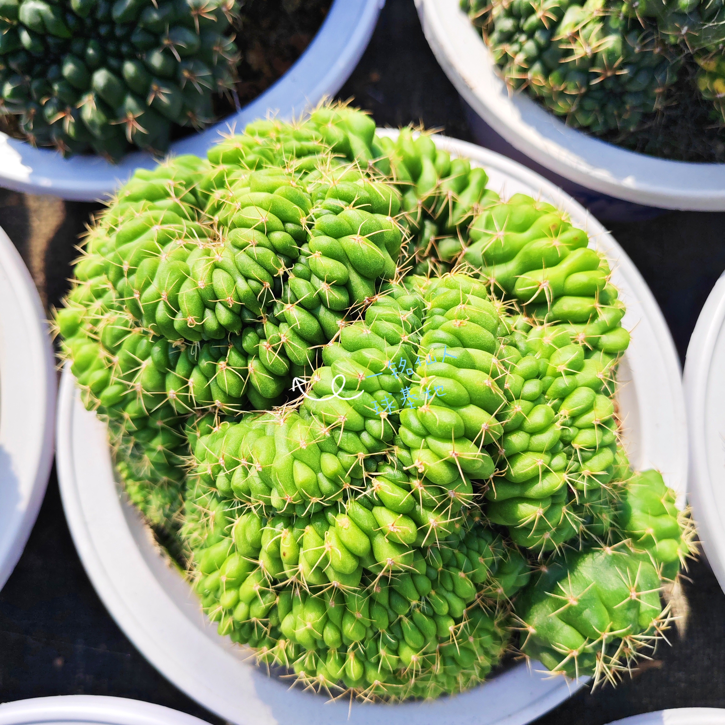 实生绯花玉缀化15厘米植物花卉室内桌面绿植适合懒人养的花仙人掌图片