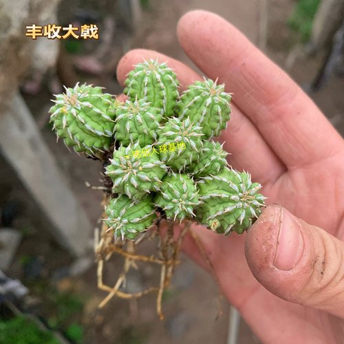 丰收大戟群生多头仙人球大戟科稀有品种冷门精品实拍多肉植物盆栽