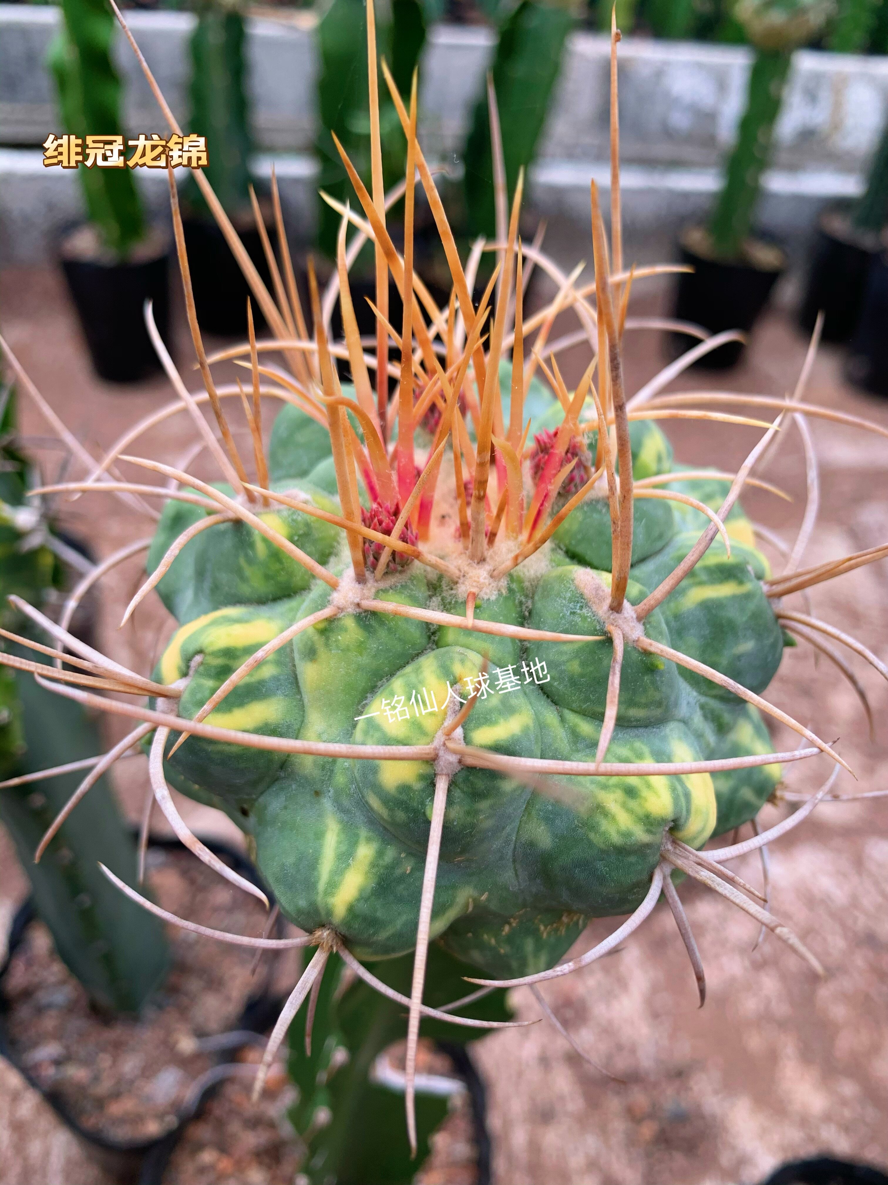 绯冠龙锦fossulatus仙人球多肉植物瘤玉属阳台窗台养美观趣味提神