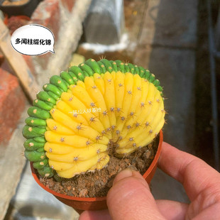 多闻柱缀化锦仙人球多肉植物净化空气吸甲醛办公桌面包邮好养阳台