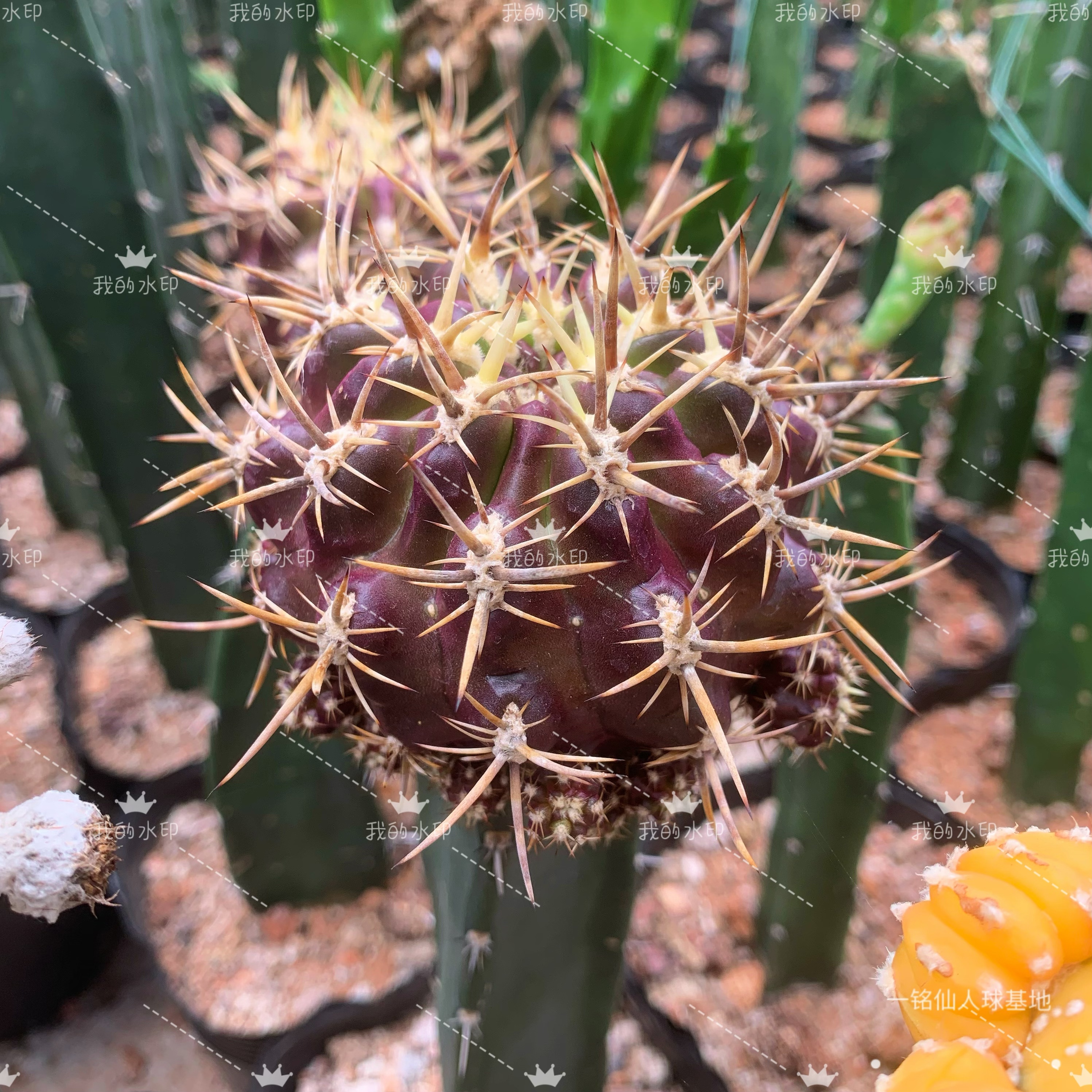 登阳丸紫皮智利球属嫁接仙人球多肉植物净化空气吸甲醛美观防辐射