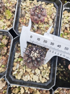 实生新品种栗星玉 3cm多肉植物花卉绿植室内盆栽阳台四季好养
