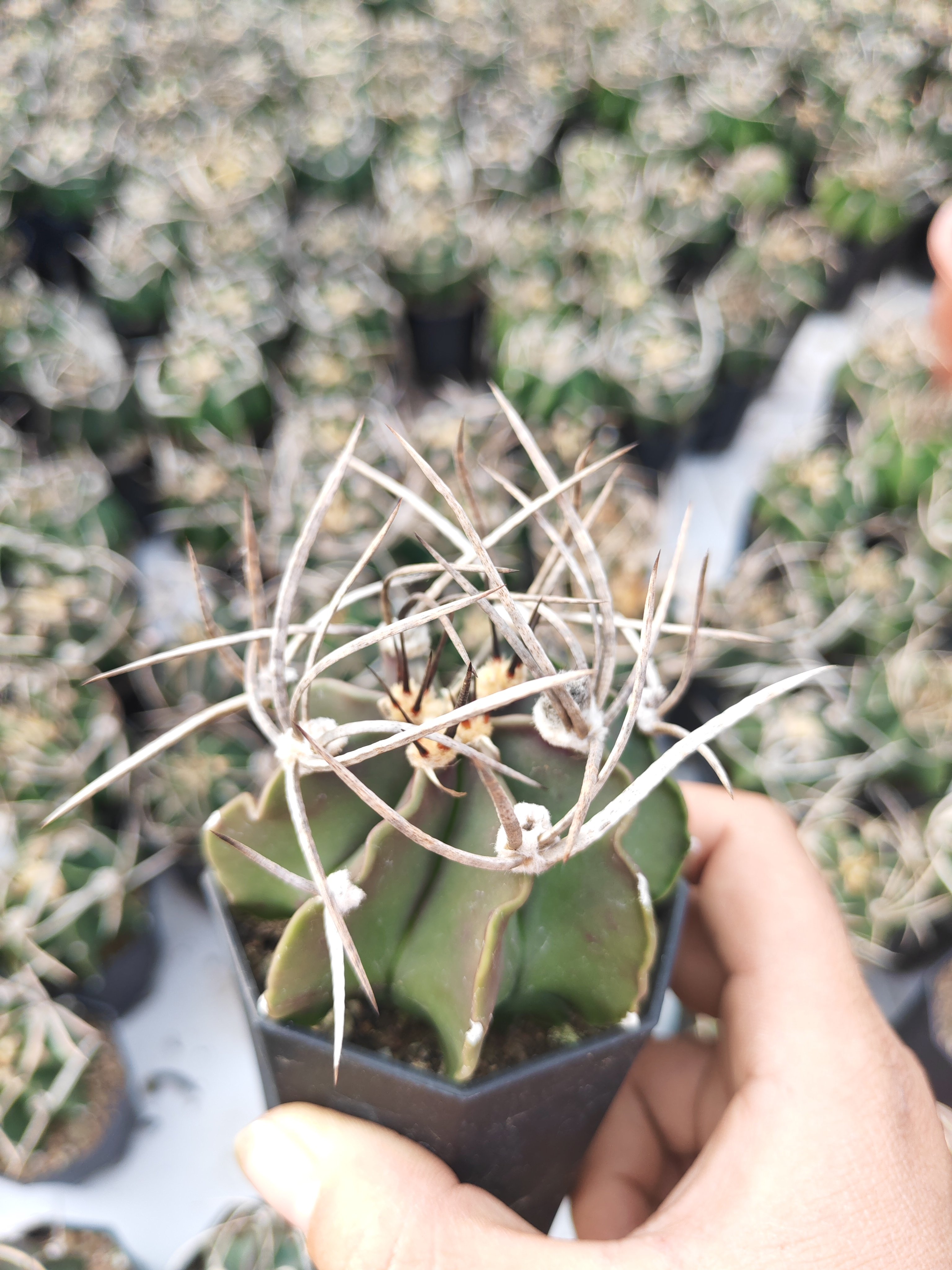 水牛角鸾凤玉仙人球6厘米实生根强刺美刺仙人球包邮非偏远