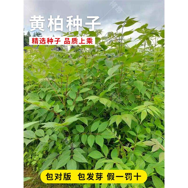 药材黄柏种子黄檗圆柏檗木黄菠萝籽川黄柏种子园林绿化林木树种子