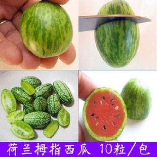 拇指西瓜种子 荷兰绿壤迷你西瓜种子红心迷你西瓜种子盆栽