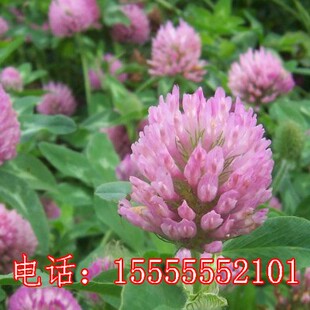 白三叶草种子红三叶草种子 车轴草籽四季青草坪牧草种子绿肥