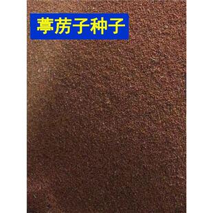 葶苈子种子 独行菜种子 播娘蒿种子 常用药材种籽