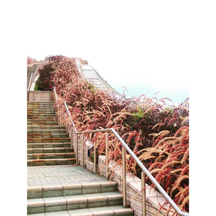 紫叶狼尾草种子火焰紫穗四季网红观赏蜜糖狗兔尾巴草庭院花海种籽