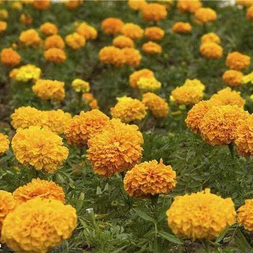 重瓣万寿菊种子四季开花易活臭