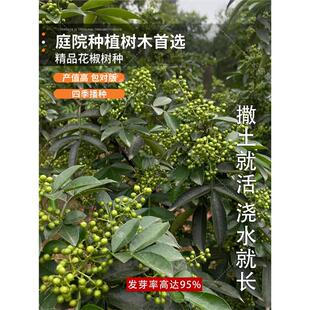 大红袍花椒种子 青花椒种子 九叶花椒树种子带刺篱笆植物